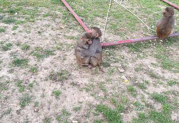 武汉东湖猴岛第 15 张图片