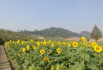 花田美地第 28 张图片