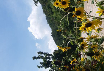 雁南飞茶田景区第 52 张图片