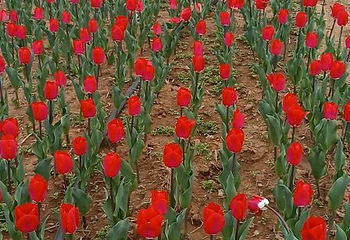 豪泽国际郁金香花海欢乐城第 70 张图片