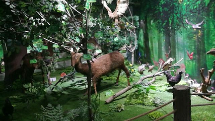 神州鸟园第 45 张图片