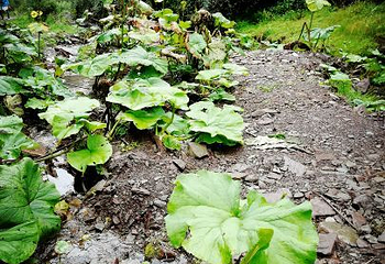 野荷谷第 16 张图片