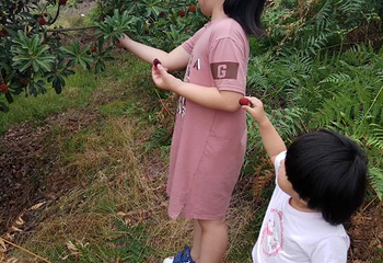 仙居杨梅采摘基地念念果园第 1 张图片