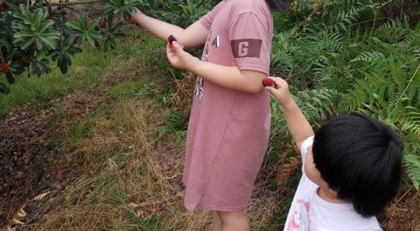 仙居杨梅采摘基地念念果园