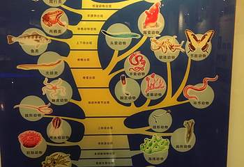 华侨博物院第 13 张图片