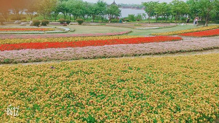 杭州湾海上花田第 54 张图片