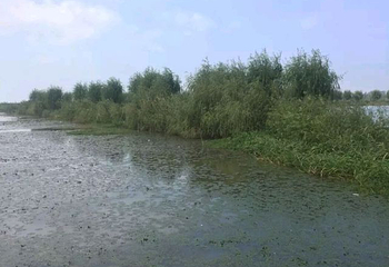 高邮湖芦苇荡湿地公园第 47 张图片
