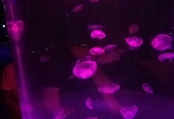 赣州极地海洋世界第 60 张图片