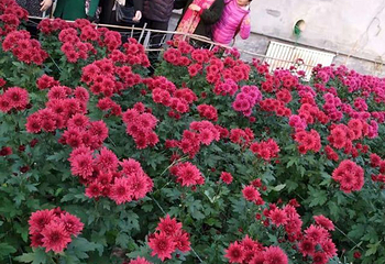 曹州百花园第 18 张图片