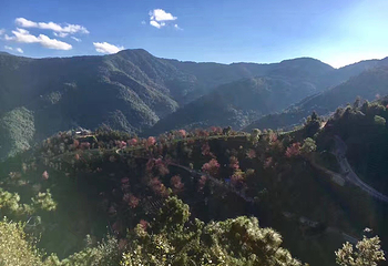 无量山樱花谷第 13 张图片