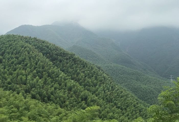 中国大竹海景区第 60 张图片