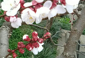 青白江杏花村第 12 张图片