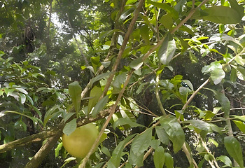 兴隆热带植物园第 97 张图片