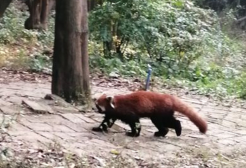 成都周游卡（青城山—都江堰+熊猫基地）第 12 张图片