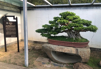 古徽州文化旅游区第 12 张图片