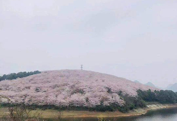 贵安樱花园第 38 张图片