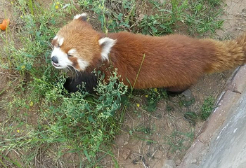 万安山野生动物欢乐世界第 12 张图片