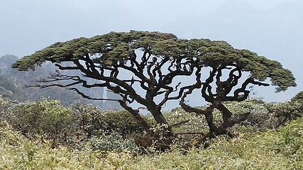 金秀圣堂山景区第 42 张图片