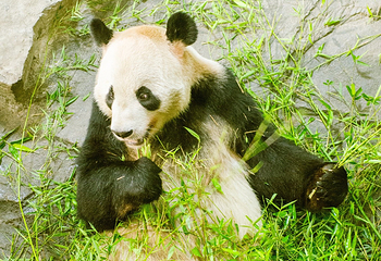 下渚湖熊猫园第 17 张图片
