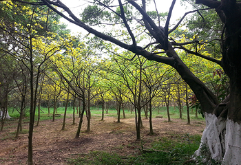 大夫山森林公园第 23 张图片