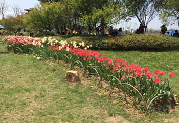 杭州湾海上花田第 18 张图片