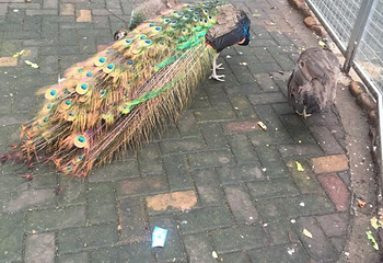 桂林动物园第 44 张图片