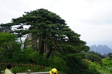 辕门松第 3 张图片