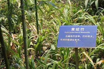 天际岭第 10 张图片