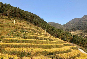 紫鹊界梯田第 42 张图片