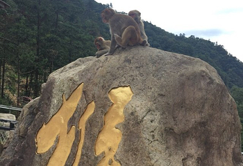 猴王谷景区第 19 张图片