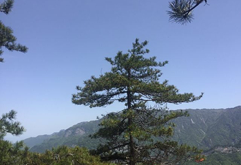 略阳五龙洞国家森林公园第 8 张图片