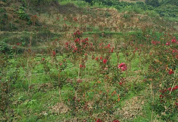 荔波四季花海第 32 张图片