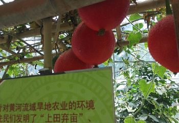 八桂田园第 25 张图片