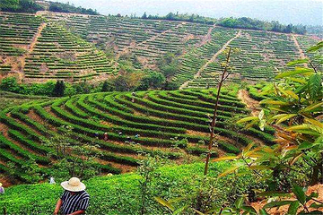 西岩茶乡第 6 张图片