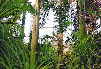 石家庄植物园第 22 张图片