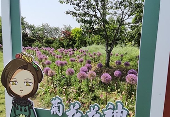 九龙湾花星球第 9 张图片