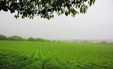 茶马古城第 7 张图片