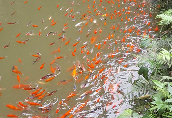厦门园林植物园-中岩寺第 12 张图片