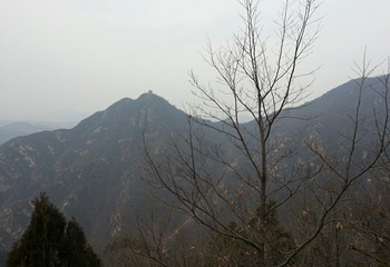 禅林寺古银杏风景园第 9 张图片