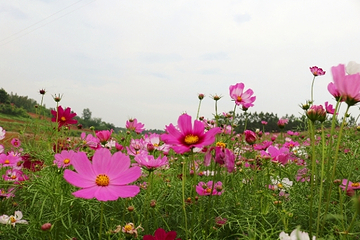 烟集花海薰衣草庄园第 31 张图片