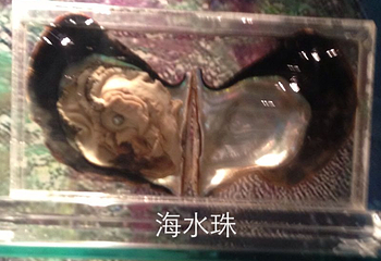海南京润珍珠博物馆第 18 张图片