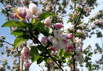 青山公园第 6 张图片