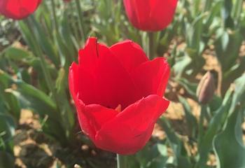 荻浦花海第 20 张图片