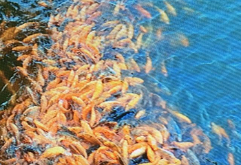 射雕英雄传旅游城第 18 张图片