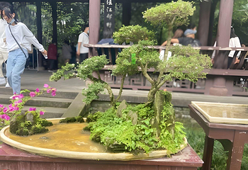 杜甫草堂第 506 张图片