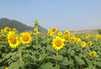 花田美地第 32 张图片
