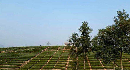 大木山茶园景区第 32 张图片