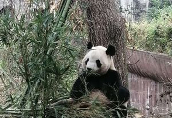 青城前山第 45 张图片