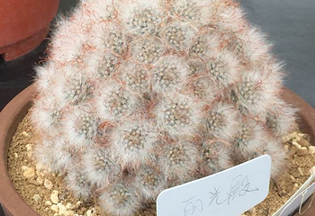 上海多肉植物展第 10 张图片