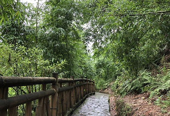 沐川竹海旅游景区第 21 张图片